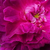 Purpuriu - roz - Trandafir portland - Indigo